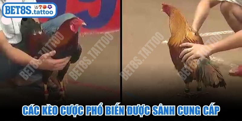 Các loại kèo cược phổ biến được hệ thống sảnh cung cấp